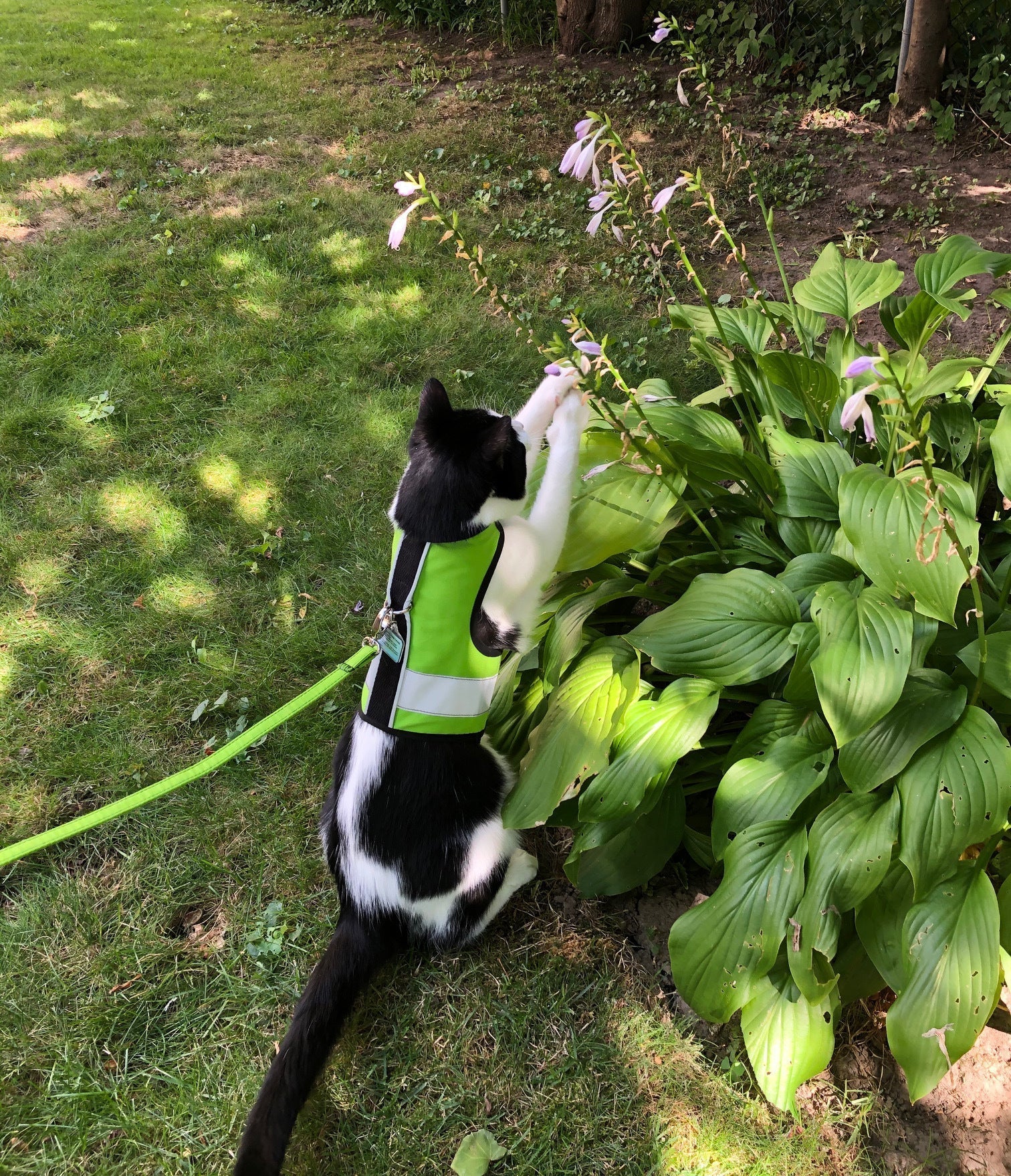 Kitty Holster Reflective Cat Harness by Crazy K Farm, product photo 24 of 26