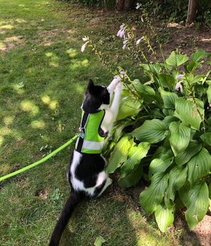 Kitty Holster Reflective Cat Harness by Crazy K Farm, product photo 24 of 26