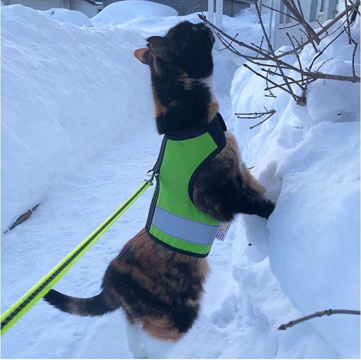 Kitty Holster Reflective Cat Harness by Crazy K Farm, product photo 13 of 26