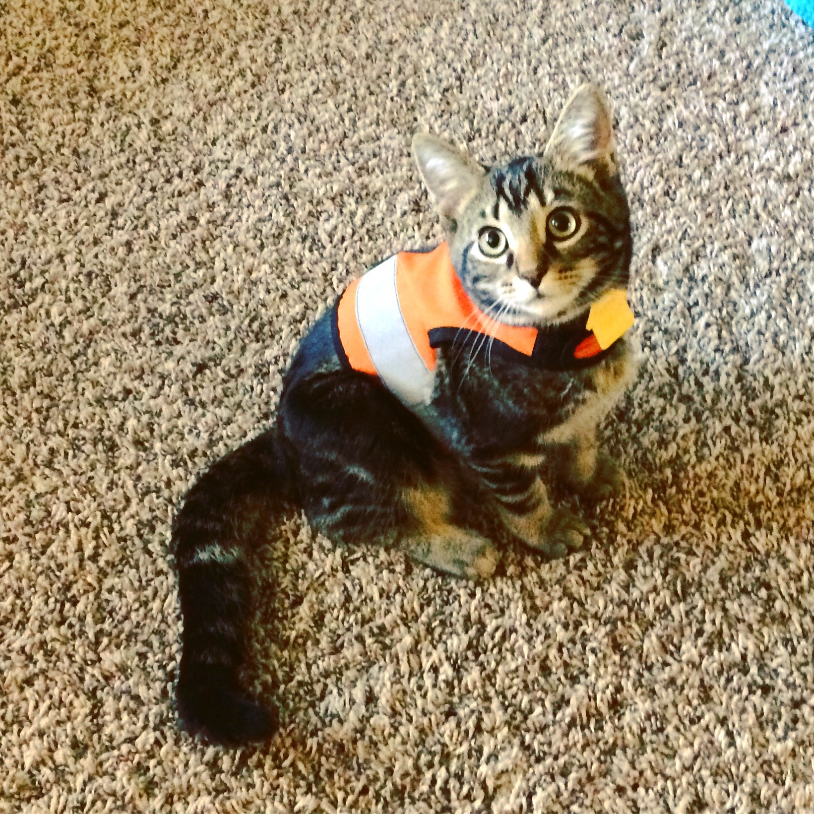 Kitty Holster Reflective Cat Harness by Crazy K Farm, product photo 8 of 26