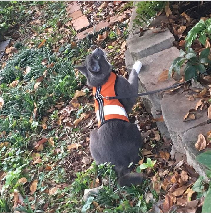 Kitty Holster Reflective Cat Harness by Crazy K Farm, product photo 17 of 26