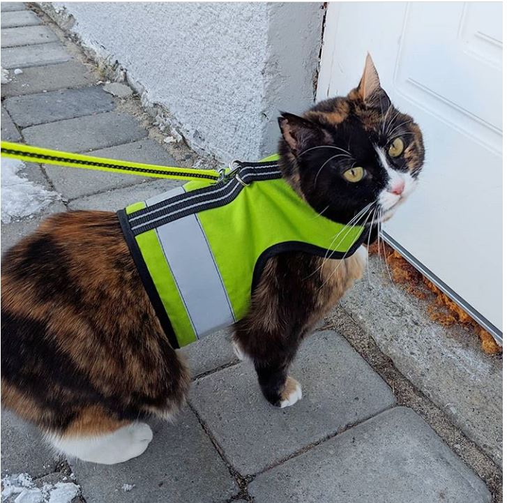 Kitty Holster Reflective Cat Harness by Crazy K Farm, product photo 12 of 26