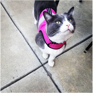 Kitty Holster Reflective Cat Harness by Crazy K Farm, product photo 19 of 26