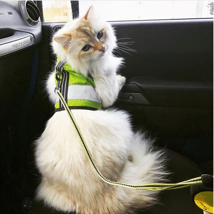 Kitty Holster Reflective Cat Harness by Crazy K Farm, product photo 9 of 26