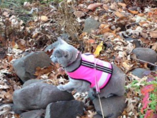 Kitty Holster Reflective Cat Harness by Crazy K Farm, product photo 5 of 26