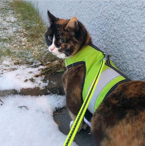 Kitty Holster Reflective Cat Harness by Crazy K Farm, product photo 14 of 26