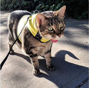 Kitty Holster Reflective Cat Harness by Crazy K Farm, product photo 21 of 26