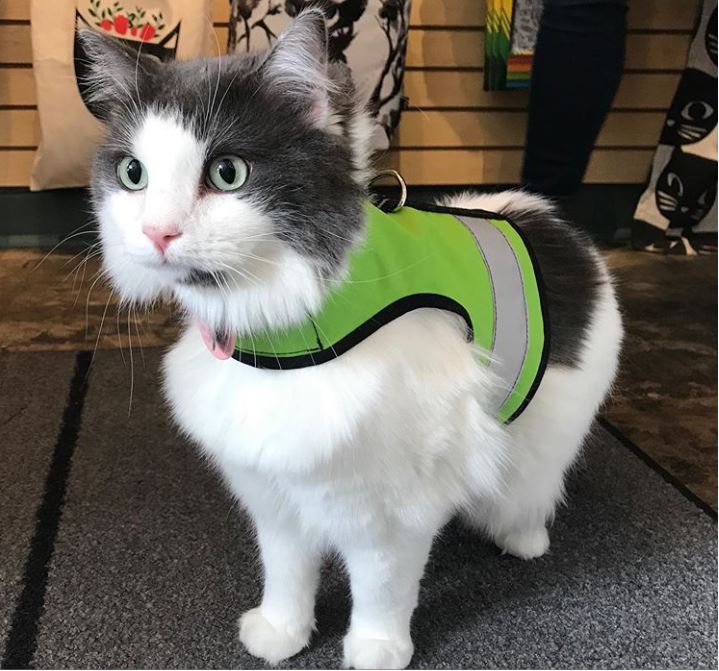 Kitty Holster Reflective Cat Harness by Crazy K Farm, product photo 10 of 26