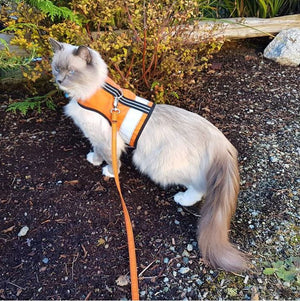 Kitty Holster Reflective Cat Harness by Crazy K Farm, product photo 15 of 26