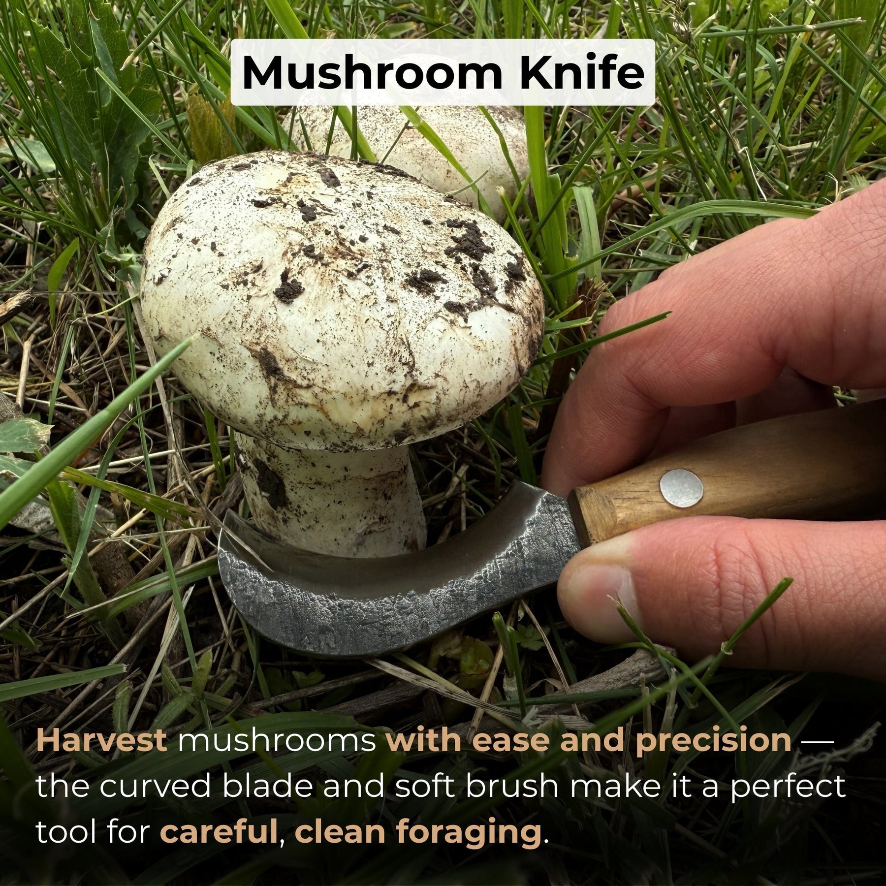 Mushroom Knife for Forest Walks, 6 cm (2.36 inches) detail view by Sharky Forged Steel Tools