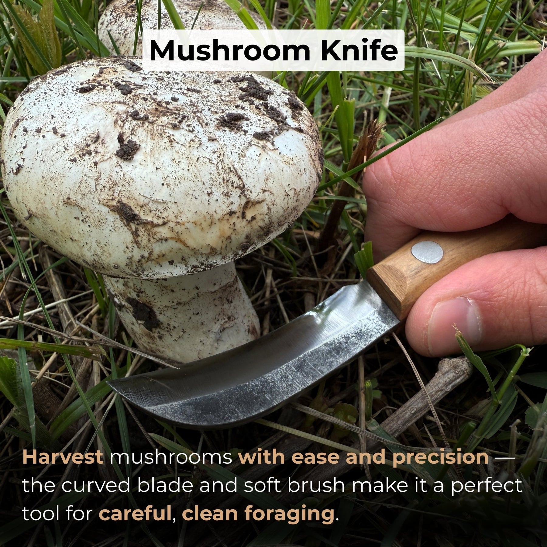 Mushroom Knife for Forest Walks, 6.5 cm (2.56 inches) detail view by Sharky Forged Steel Tools