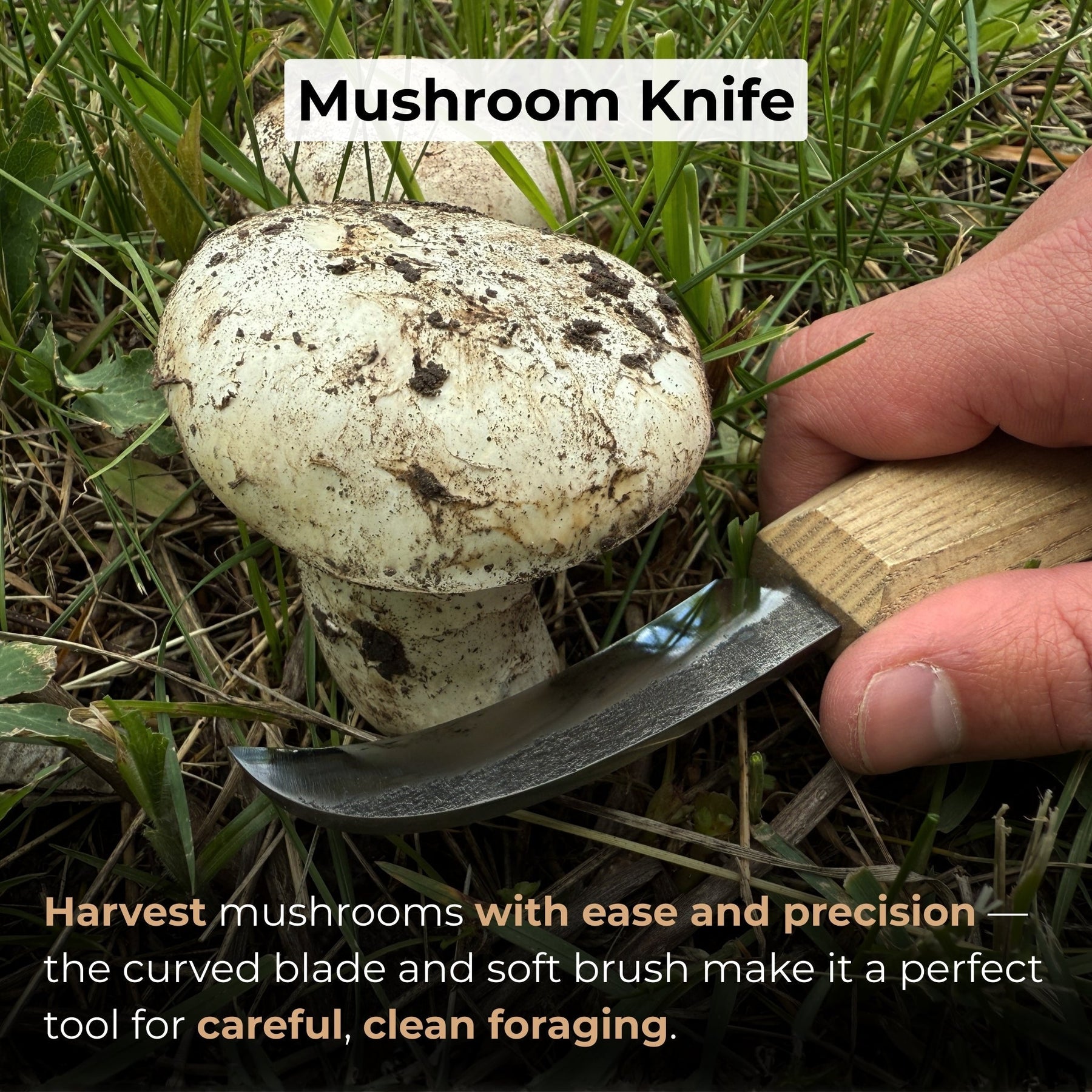 Mushroom Knife with Brush For Harvesting, 7.5 cm (2.95 inches) detail view by Sharky Forged Steel Tools