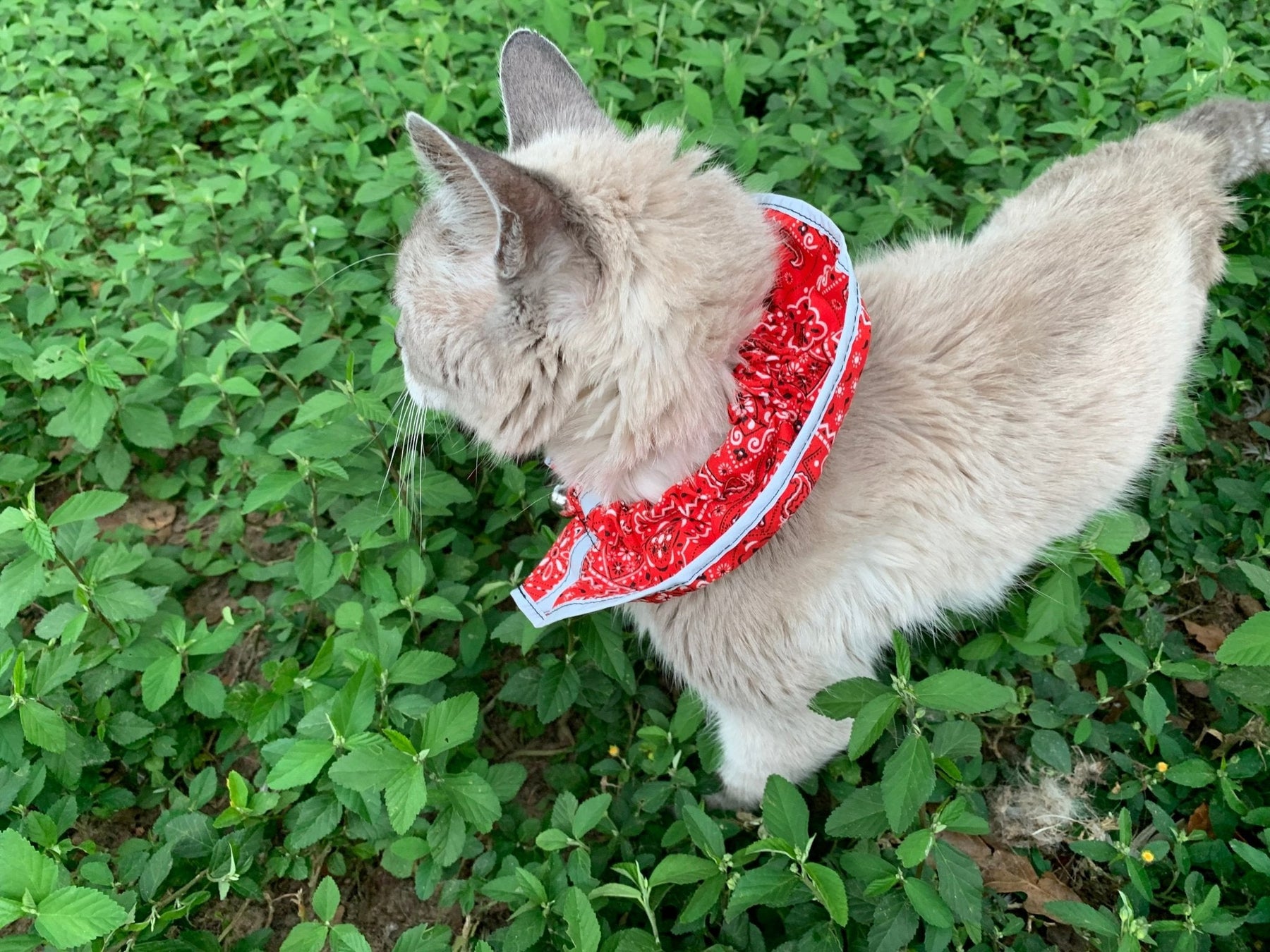 Prey Saver Cat Collar by Crazy K Farm, product photo 1 of 23