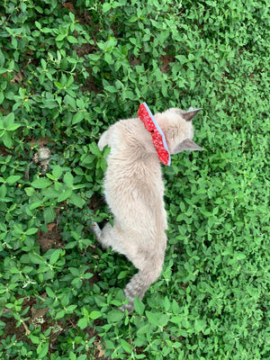 Prey Saver Cat Collar by Crazy K Farm, product photo 7 of 23
